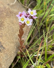 Sedum villosum