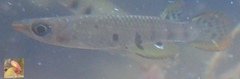 Aplocheilus