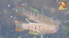 Aplocheilus