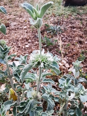 Marrubium incanum