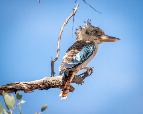 Blue-winged Kookaburra
