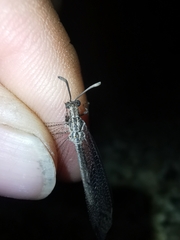 Neuroleon arenarius