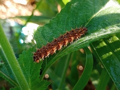 Anartia