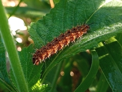 Anartia