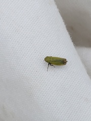 Diplocolenus