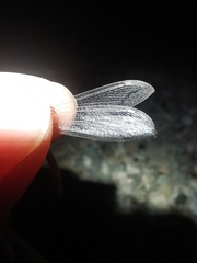Neuroleon arenarius