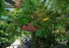 Medinilla succulenta