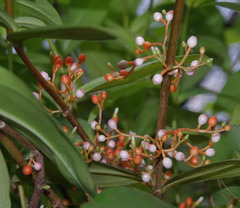 Medinilla succulenta