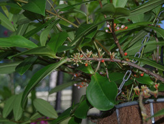 Medinilla succulenta