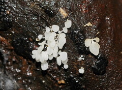 Physalacria australiensis