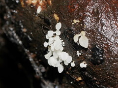 Physalacria australiensis