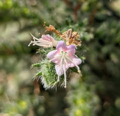 Echium italicum