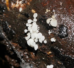 Physalacria australiensis