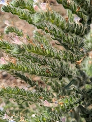 Echium italicum