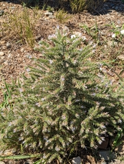 Echium italicum
