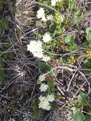 Galium normanii