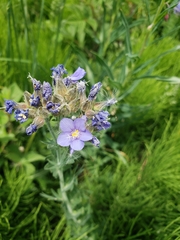Polemonium foliosissimum