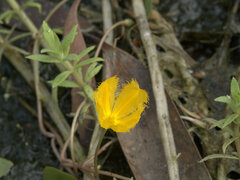 Nymphoides aurantiaca