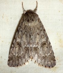 Acronicta impleta