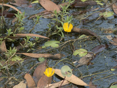Nymphoides aurantiaca
