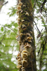 Conchomyces bursiformis