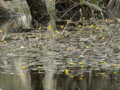 Nymphoides aurantiaca