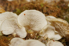 Conchomyces bursiformis