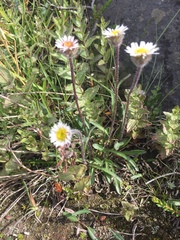 Erigeron borealis