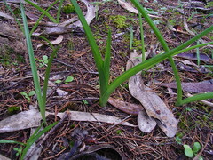 Diuris orientis