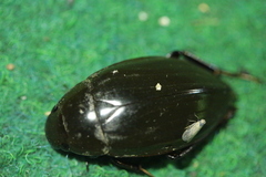 Hydrophilus piceus