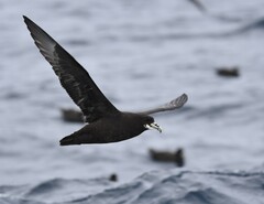 White-Chinned Petrel photo 3