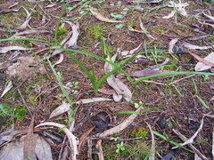 Diuris orientis