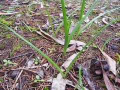Diuris orientis