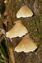 Conchomyces bursiformis