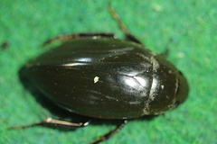 Hydrophilus piceus