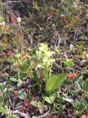 Platanthera hyperborea