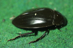 Hydrophilus piceus