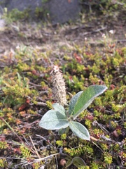 Salix lanata