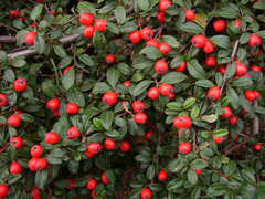 Cotoneaster integrifolius
