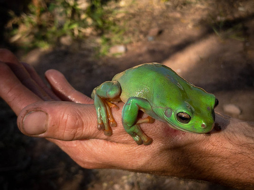 Green Tree Frog