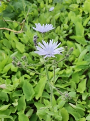 Cicerbita macrophylla