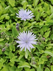 Cicerbita macrophylla