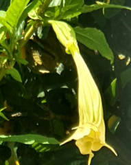 Brugmansia suaveolens