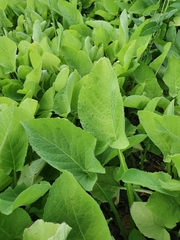 Cicerbita macrophylla