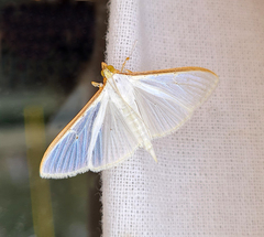 Palpita austrounionalis