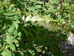 Hedysarum sulphurescens