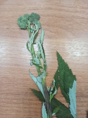 Filipendula ulmaria