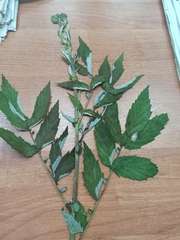 Filipendula ulmaria