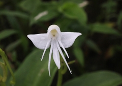 Habenaria rariflora