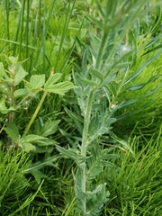 Polemonium foliosissimum